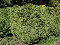 Buchsbaum 'Blauer Heinz' -Angebote Wurzel Zeit Store buchsbaum blauer heinz m006448 w 3