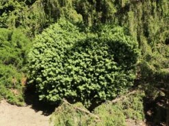 Buchsbaum 'Blauer Heinz' -Angebote Wurzel Zeit Store buchsbaum blauer heinz m006448 w 4