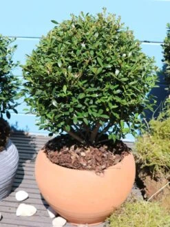 Buchsilex / Niedriger Bergilex 'Stokes' (Kugel) -Angebote Wurzel Zeit Store buchsilex niedriger bergilex stokes kugel m102341 w 0