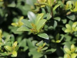 Buchsilex / Niedriger Bergilex 'Stokes' (Kugel) -Angebote Wurzel Zeit Store buchsilex niedriger bergilex stokes kugel m102341 w 2