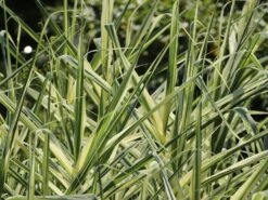 Buntblättriges Pfahlrohr 'Variegata' -Angebote Wurzel Zeit Store buntblaettriges pfahlrohr variegata m044605 w 0