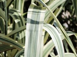 Buntblättriges Pfahlrohr 'Variegata' -Angebote Wurzel Zeit Store buntblaettriges pfahlrohr variegata m044605 w 3