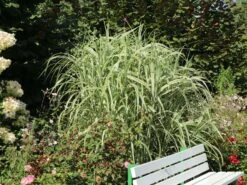 Buntblättriges Pfahlrohr 'Variegata' -Angebote Wurzel Zeit Store buntblaettriges pfahlrohr variegata m044605 w 4