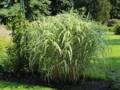 Buntblättriges Pfahlrohr 'Variegata' -Angebote Wurzel Zeit Store buntblaettriges pfahlrohr variegata m044605 w 5