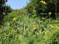 Buntblättriges Pfahlrohr 'Variegata' -Angebote Wurzel Zeit Store buntblaettriges pfahlrohr variegata m044605 w 6