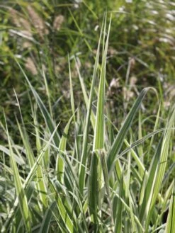 Buntblättriges Pfahlrohr 'Variegata' -Angebote Wurzel Zeit Store buntblaettriges pfahlrohr varigata m044605 w 4