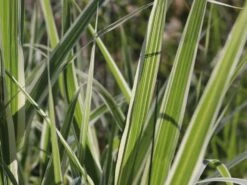 Buntblättriges Pfahlrohr 'Variegata' -Angebote Wurzel Zeit Store buntblaettriges pfahlrohr varigata m044605 w 5