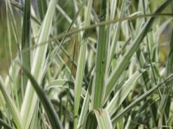 Buntblättriges Pfahlrohr 'Variegata' -Angebote Wurzel Zeit Store buntblaettriges pfahlrohr varigata m044605 w 6