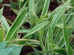 Bunte Breitblatt Segge 'Variegata' -Angebote Wurzel Zeit Store bunte breitblatt segge variegata m058092 w 1