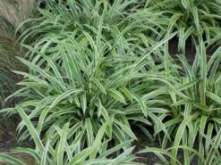 Bunte Breitblatt Segge 'Variegata' -Angebote Wurzel Zeit Store bunte breitblatt segge variegata m058092 w 2