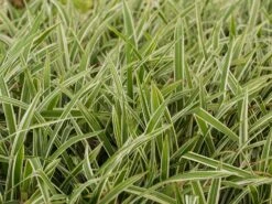 Bunte Breitblatt Segge 'Variegata' -Angebote Wurzel Zeit Store bunte breitblatt segge variegata m058092 w 4