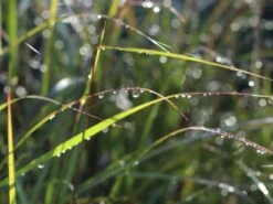 Chinaschilf 'Aperitif' -Angebote Wurzel Zeit Store chinaschilf aperitif m082581 w 1