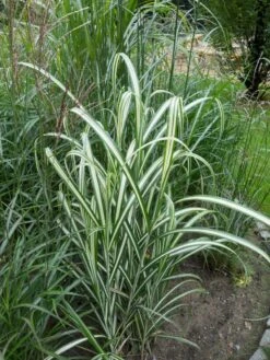 Chinaschilf 'Cabaret' -Angebote Wurzel Zeit Store chinaschilf cabaret m061058 w 0