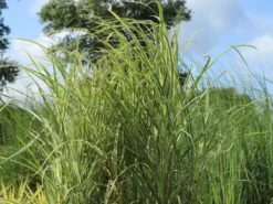 Chinaschilf 'Cabaret' -Angebote Wurzel Zeit Store chinaschilf cabaret m061058 w 2