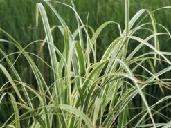 Chinaschilf 'Cabaret' -Angebote Wurzel Zeit Store chinaschilf cabaret m061058 w 4