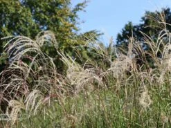 Chinaschilf 'Champagner' -Angebote Wurzel Zeit Store chinaschilf champagner m080131 w 0