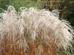 Chinaschilf 'Champagner' -Angebote Wurzel Zeit Store chinaschilf champagner m080131 w 2