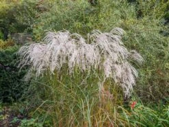 Chinaschilf 'Champagner' -Angebote Wurzel Zeit Store chinaschilf champagner m080131 w 3