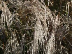 Chinaschilf 'Champagner' -Angebote Wurzel Zeit Store chinaschilf champagner m080131 w 4