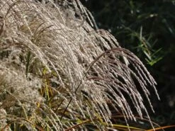 Chinaschilf 'Champagner' -Angebote Wurzel Zeit Store chinaschilf champagner m080131 w 5