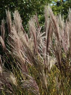 Chinaschilf 'Digestif' -Angebote Wurzel Zeit Store chinaschilf digestif m059517 w 0