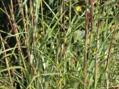 Chinaschilf 'Digestif' -Angebote Wurzel Zeit Store chinaschilf digestif m059517 w 2