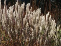 Chinaschilf 'Dronning Ingrid' -Angebote Wurzel Zeit Store chinaschilf dronning ingrid m059521 w 0