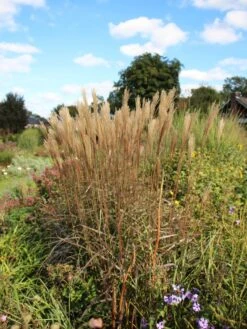 Chinaschilf 'Dronning Ingrid' -Angebote Wurzel Zeit Store chinaschilf dronning ingrid m059521 w 2