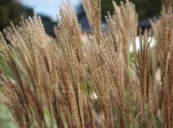 Chinaschilf 'Dronning Ingrid' -Angebote Wurzel Zeit Store chinaschilf dronning ingrid m059521 w 3