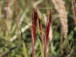 Chinaschilf 'Dronning Ingrid' -Angebote Wurzel Zeit Store chinaschilf dronning ingrid m059521 w 4