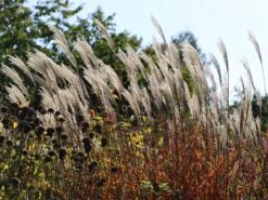 Chinaschilf 'Dronning Ingrid' -Angebote Wurzel Zeit Store chinaschilf dronning ingrid m059521 w 7