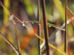 Chinaschilf 'Dronning Ingrid' -Angebote Wurzel Zeit Store chinaschilf dronning ingrid m059521 w 8