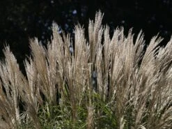 Chinaschilf 'Federweißer' -Angebote Wurzel Zeit Store chinaschilf federweisser m059523 w 2