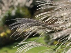 Chinaschilf 'Federweißer' -Angebote Wurzel Zeit Store chinaschilf federweisser m059523 w 3