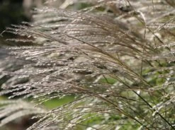 Chinaschilf 'Federweißer' -Angebote Wurzel Zeit Store chinaschilf federweisser m059523 w 4