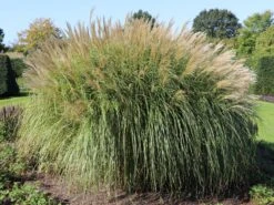 Chinaschilf 'Federweißer' -Angebote Wurzel Zeit Store chinaschilf federweisser m059523 w 5