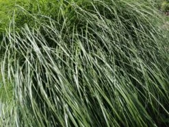 Chinaschilf 'Federweißer' -Angebote Wurzel Zeit Store chinaschilf federweisser m059523 w 6