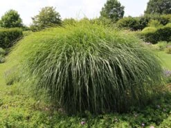 Chinaschilf 'Federweißer' -Angebote Wurzel Zeit Store chinaschilf federweisser m059523 w 7