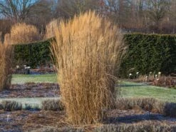 Chinaschilf 'Federweißer' -Angebote Wurzel Zeit Store chinaschilf federweisser m059523 w 8