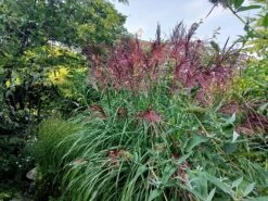 Chinaschilf 'Ferner Osten' -Angebote Wurzel Zeit Store chinaschilf ferner osten m044892 551380 0