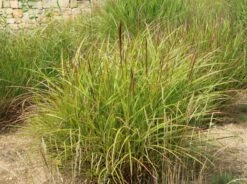 Chinaschilf 'Ferner Osten' -Angebote Wurzel Zeit Store chinaschilf ferner osten m044892 w 0