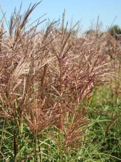 Chinaschilf 'Ferner Osten' -Angebote Wurzel Zeit Store chinaschilf ferner osten m044892 w 2