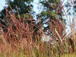 Chinaschilf 'Ferner Osten' -Angebote Wurzel Zeit Store chinaschilf ferner osten m044892 w 3