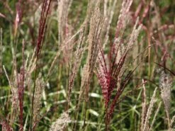 Chinaschilf 'Ferner Osten' -Angebote Wurzel Zeit Store chinaschilf ferner osten m044892 w 4