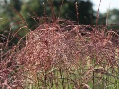 Chinaschilf 'Ferner Osten' -Angebote Wurzel Zeit Store chinaschilf ferner osten m044892 w 7