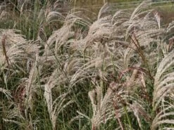 Chinaschilf 'Flamingo' 16 Chinaschilf 'Flamingo' -Angebote Wurzel Zeit Store chinaschilf flamingo m044893 w 1