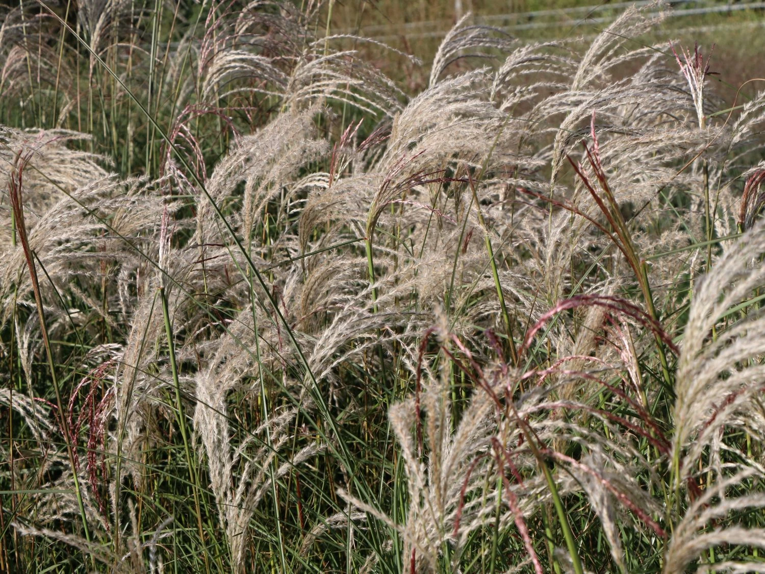 Chinaschilf 'Flamingo' 8 Chinaschilf 'Flamingo' – Bild 8