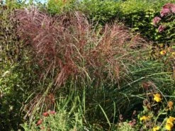 Chinaschilf 'Flamingo' 11 Chinaschilf 'Flamingo' -Angebote Wurzel Zeit Store chinaschilf flamingo m044893 w 2