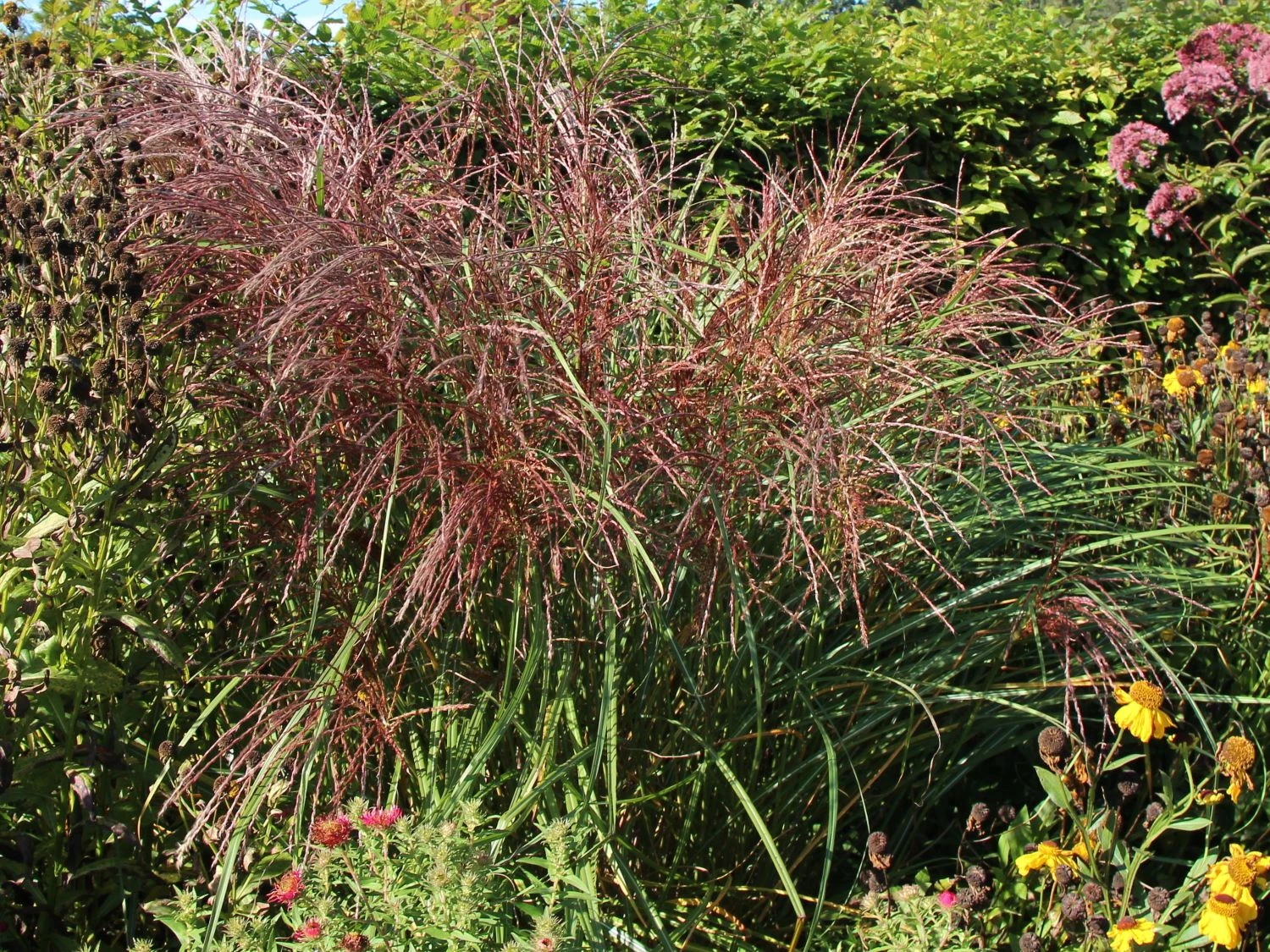 Chinaschilf 'Flamingo' 3 Chinaschilf 'Flamingo' – Bild 3