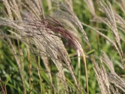 Chinaschilf 'Flamingo' 12 Chinaschilf 'Flamingo' -Angebote Wurzel Zeit Store chinaschilf flamingo m044893 w 3